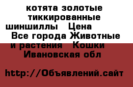 котята золотые тиккированные шиншиллы › Цена ­ 8 000 - Все города Животные и растения » Кошки   . Ивановская обл.